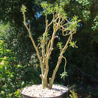 sedum indoor plant Sedum frutescens Info