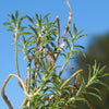 Sedum Frutescens