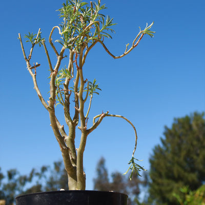 Sedum Frutescens