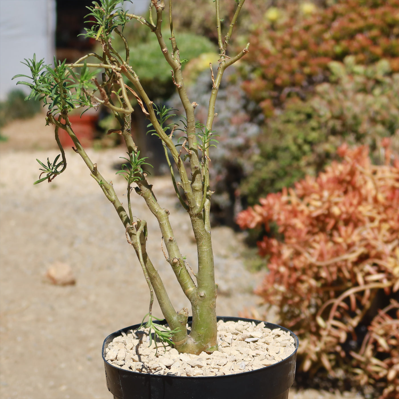 can sedum be an indoor plant Sedum frutescens Info