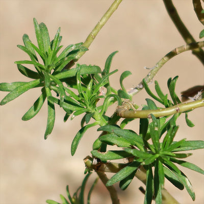 Sedum Frutescens