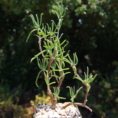 Sedum Frutescens