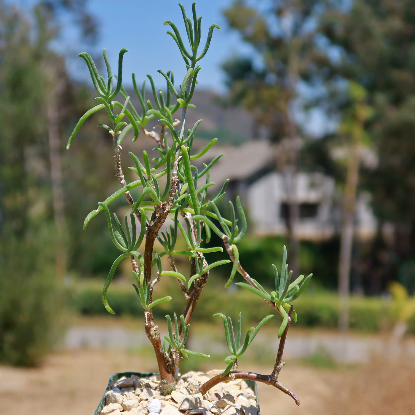 Sedum Frutescens