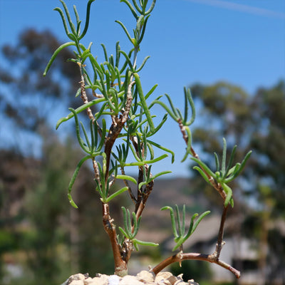 Sedum Frutescens