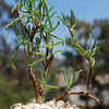 Sedum Frutescens