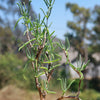 Sedum Frutescens