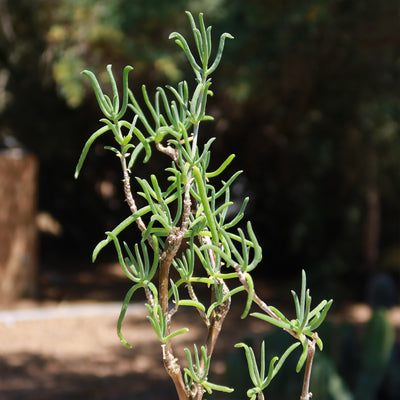 Sedum Frutescens