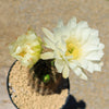 Trichocereus &