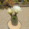 Trichocereus &