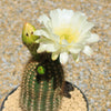 Trichocereus &