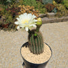 Trichocereus &