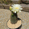 Trichocereus &