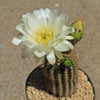 Trichocereus &