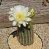 Trichocereus &