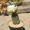 Trichocereus &