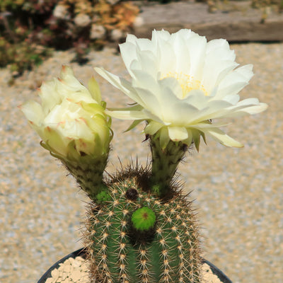 Trichocereus 'Sun Goddess'