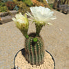 Trichocereus &