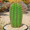 Trichocereus &