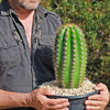 Trichocereus &