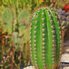 Trichocereus &