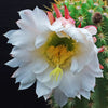 Trichocereus &