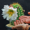 Trichocereus &