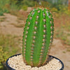 Trichocereus &