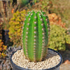 Trichocereus &