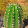 Trichocereus &