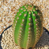 Trichocereus &