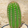 Trichocereus &