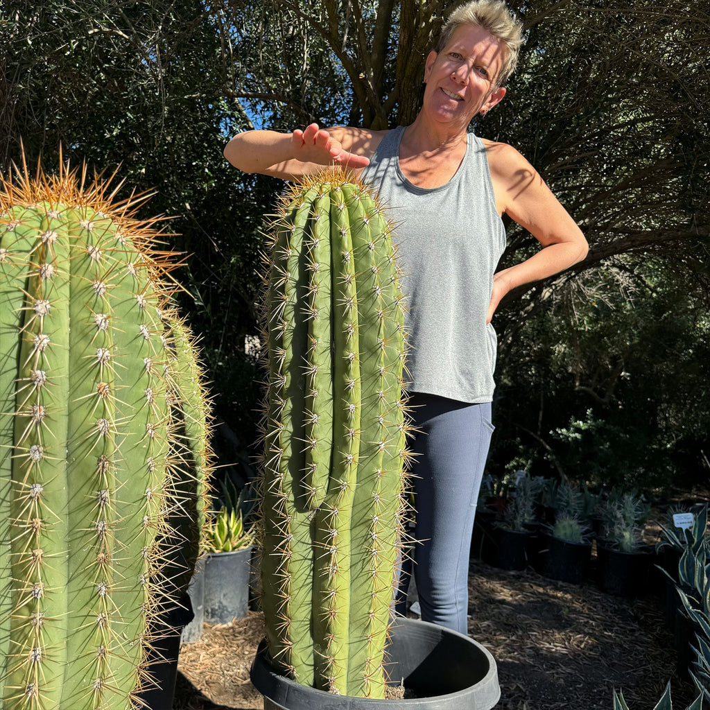 Echinopsis terscheckii