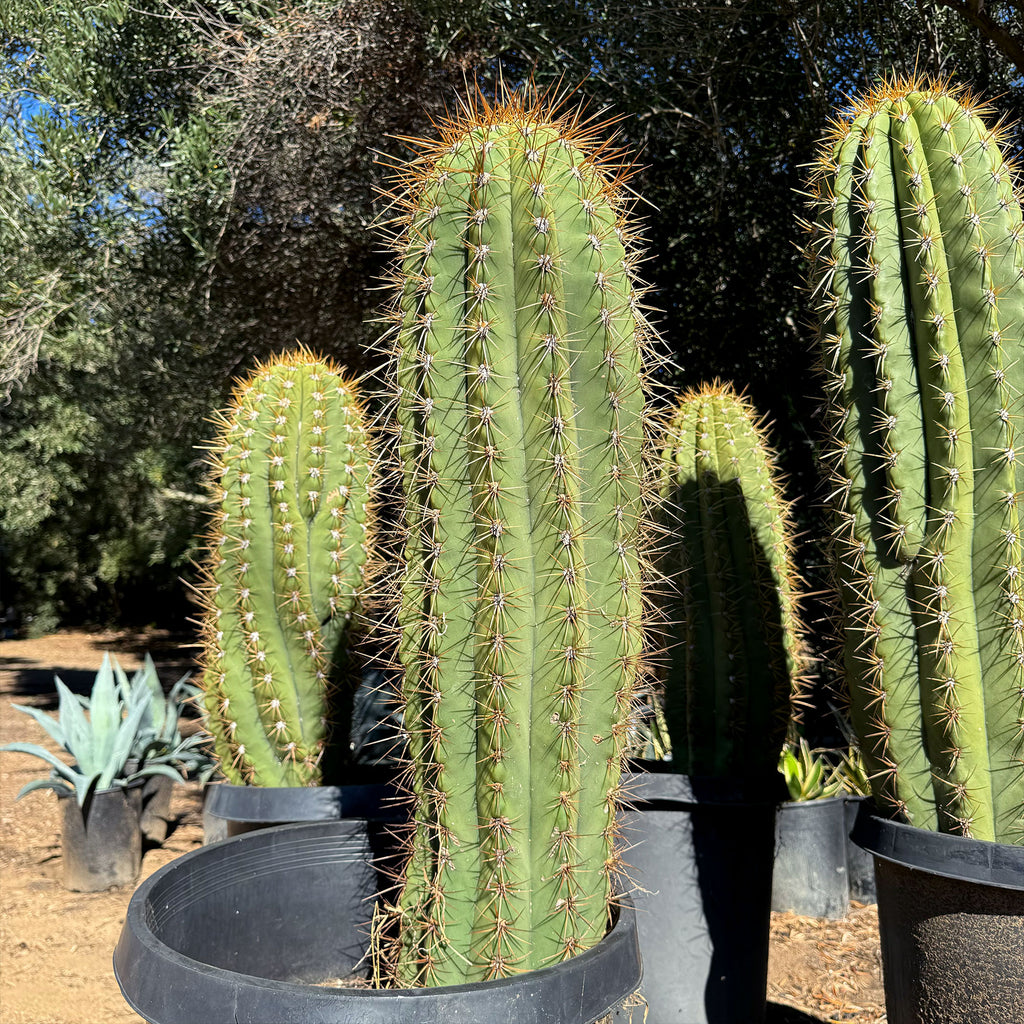 Echinopsis terscheckii