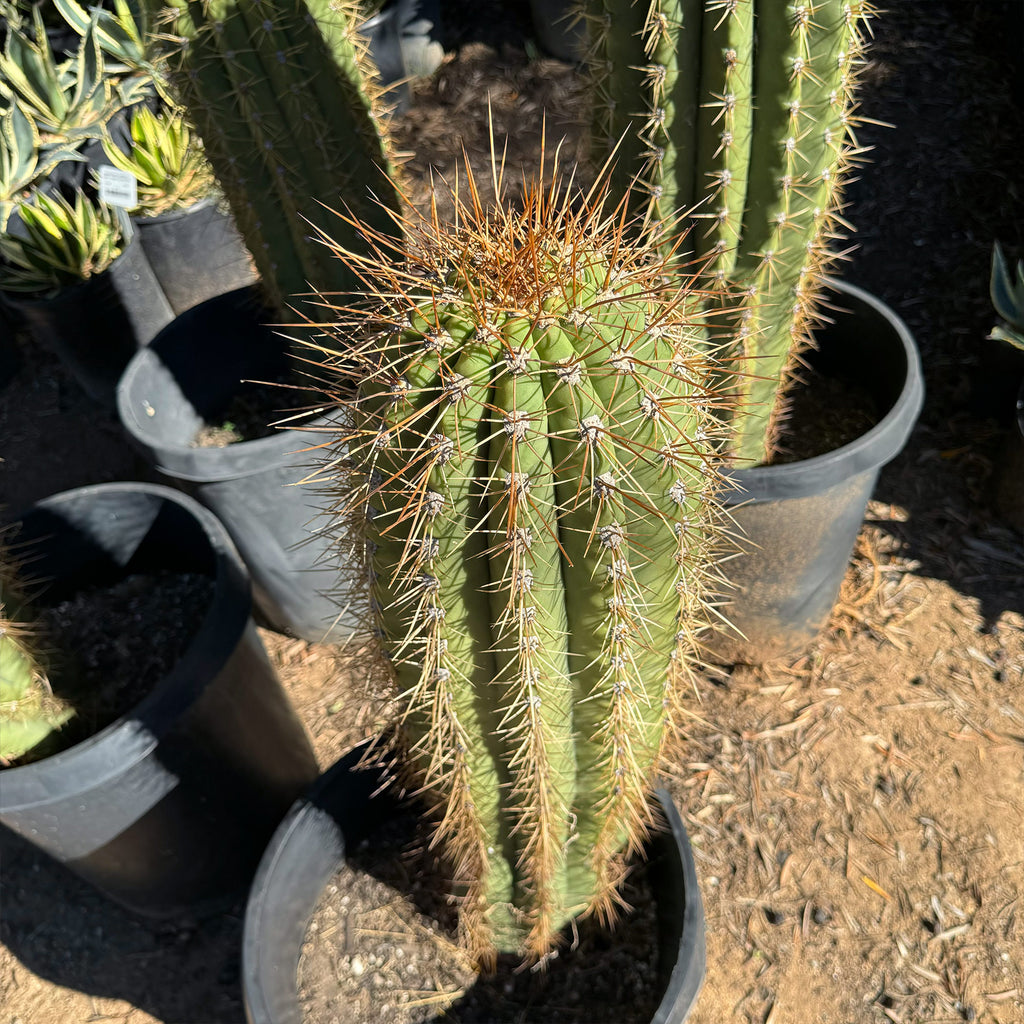 Echinopsis terscheckii