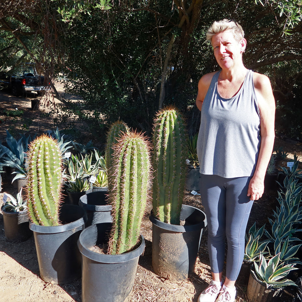 Echinopsis terscheckii