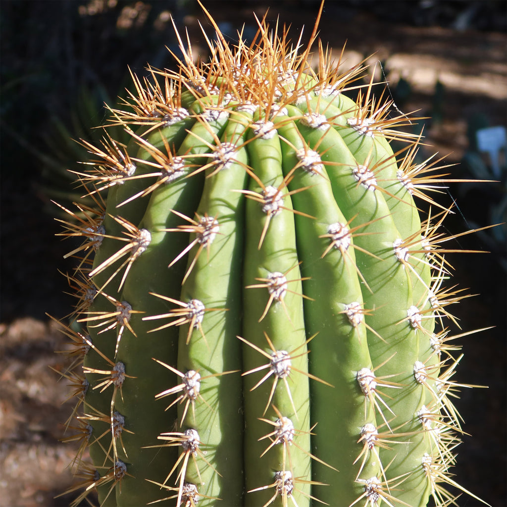Echinopsis terscheckii
