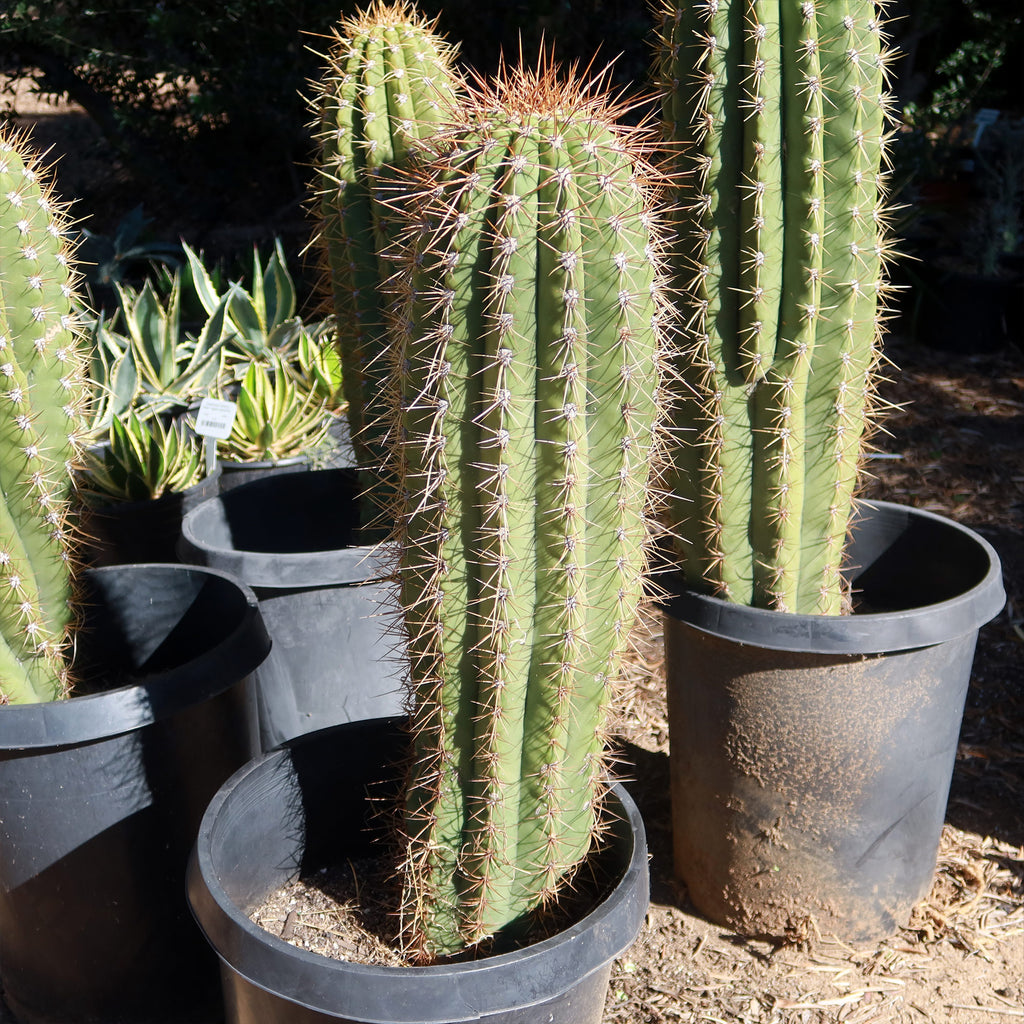 Echinopsis terscheckii
