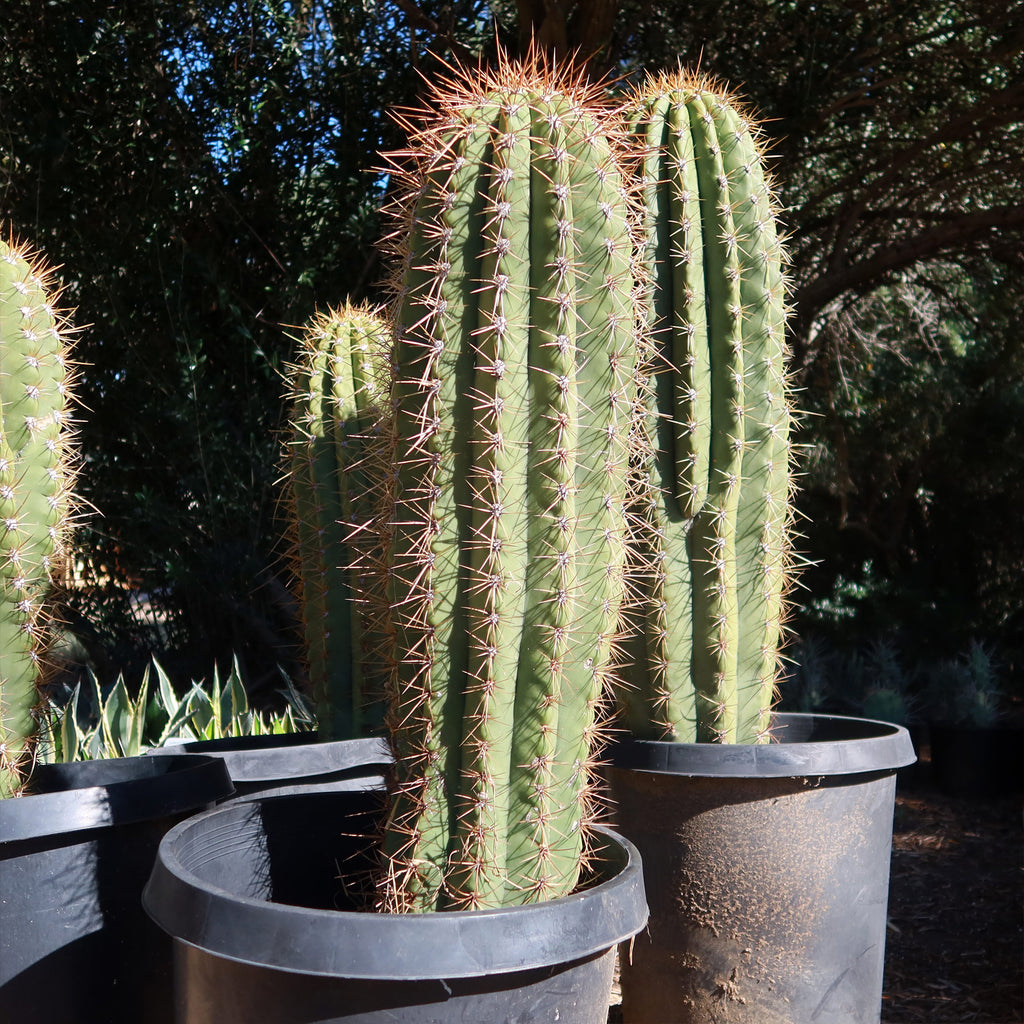 Echinopsis terscheckii