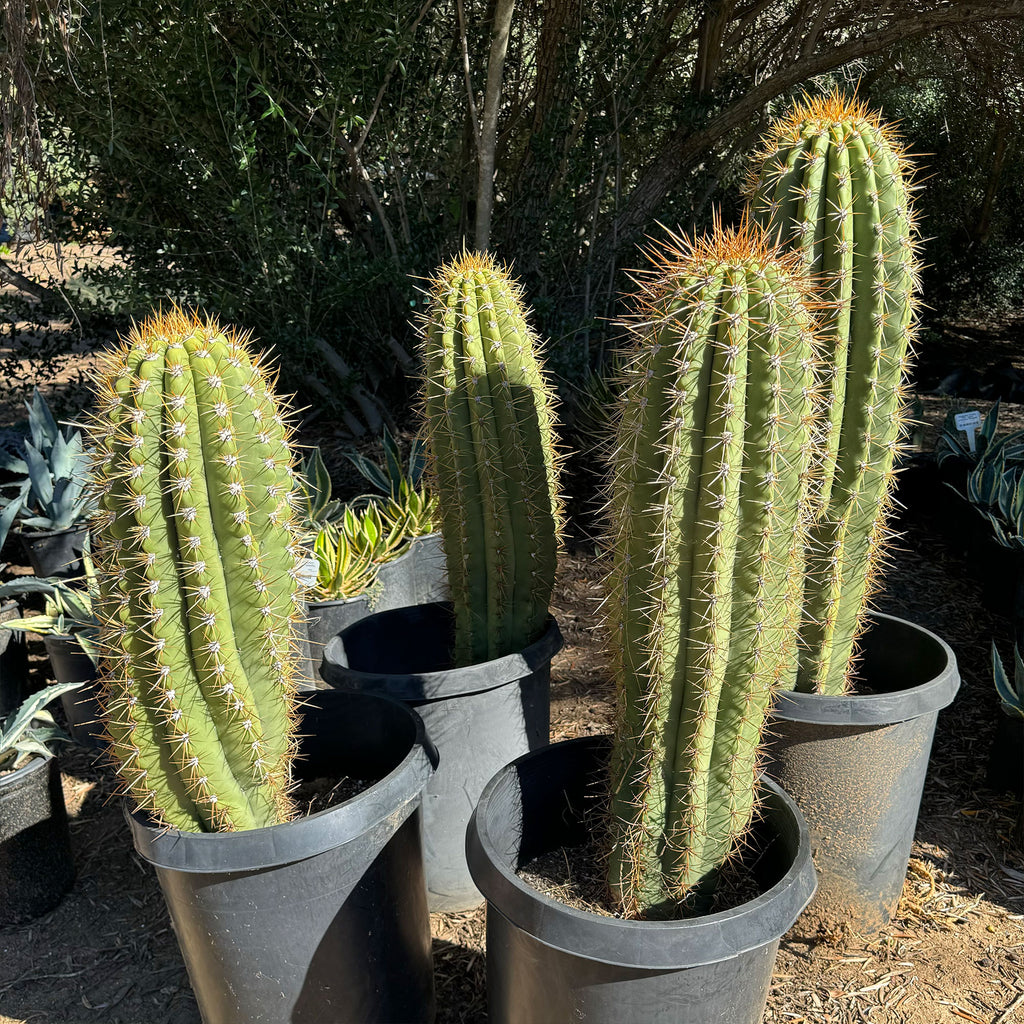 Echinopsis terscheckii