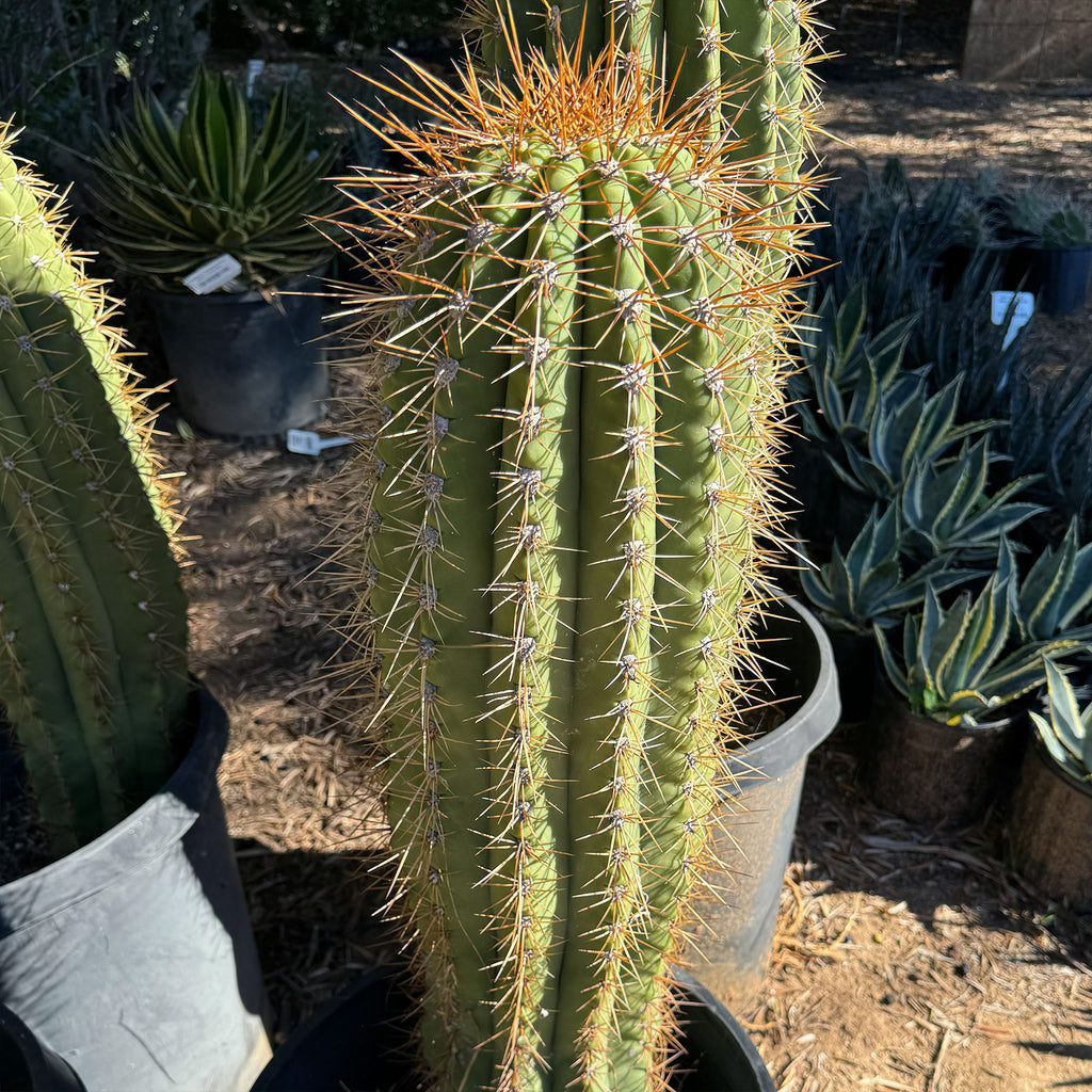Echinopsis terscheckii