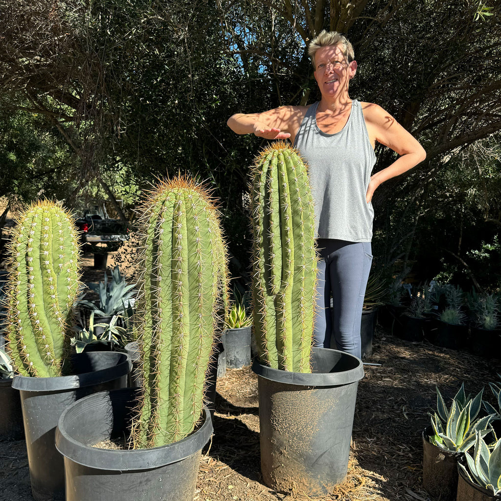 Echinopsis terscheckii