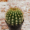 Trichocereus &