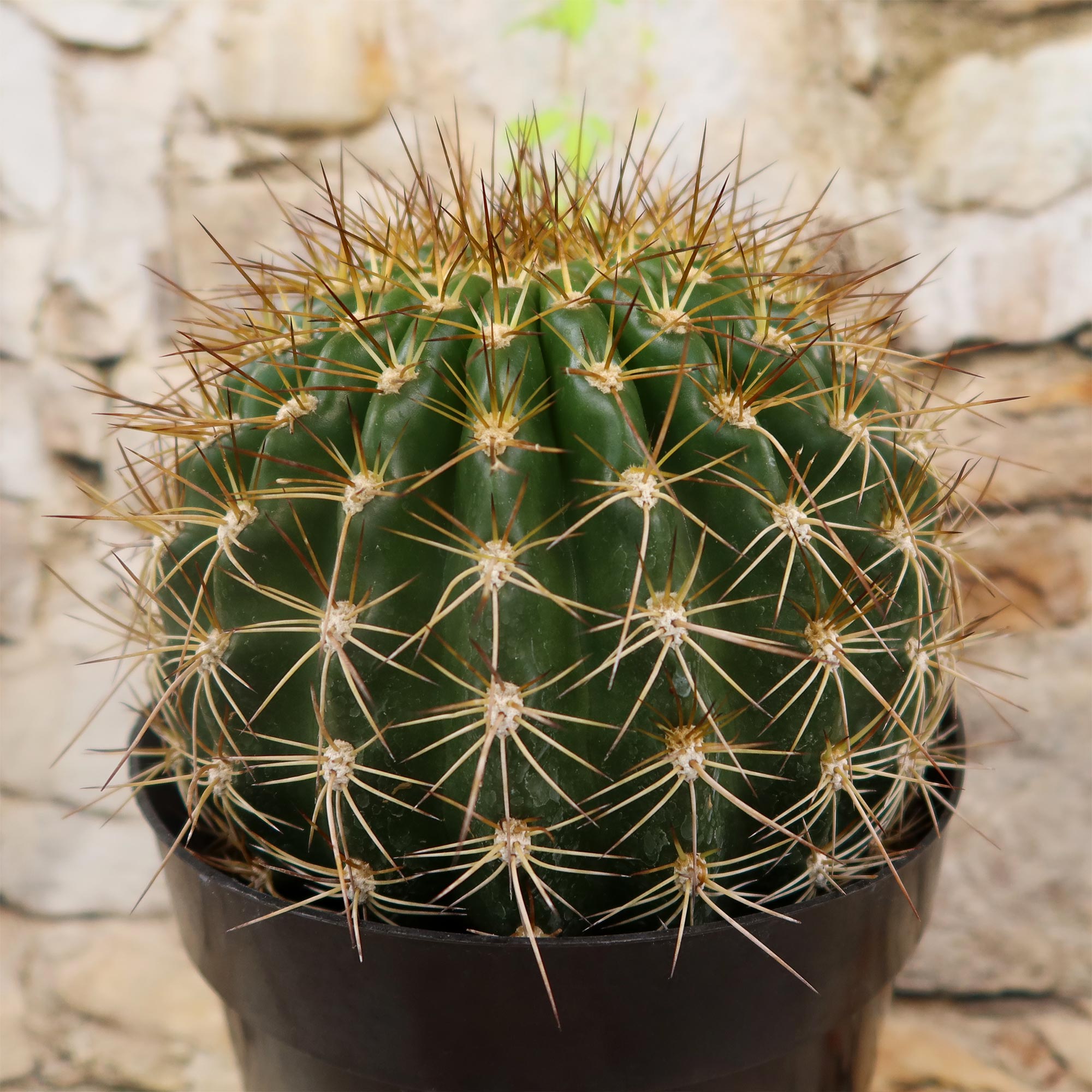 Trichocereus 'Copper Barrel'