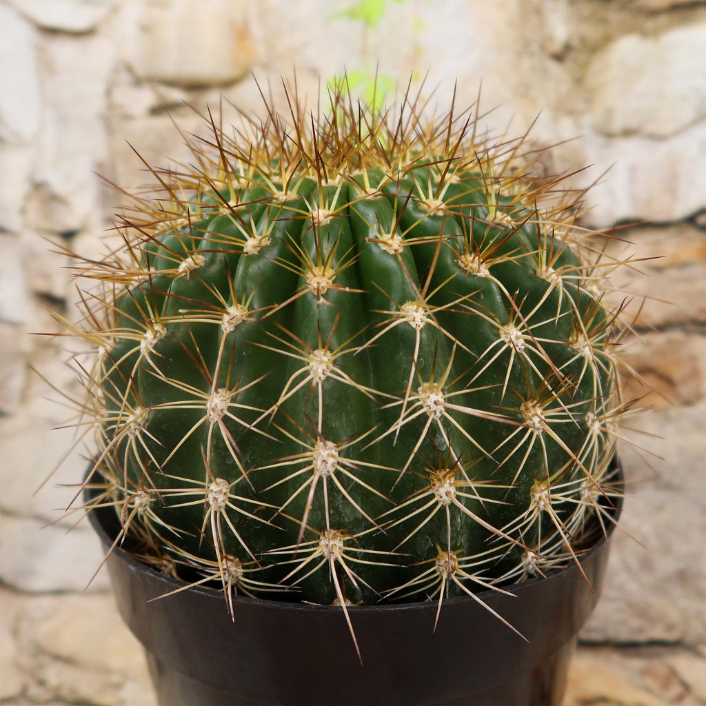 Trichocereus &