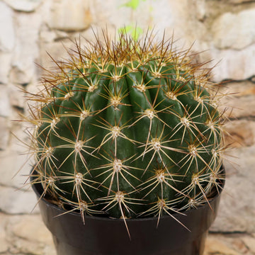 Shop 'Trichocereus 'Copper Barrel' Care & Growing Guide