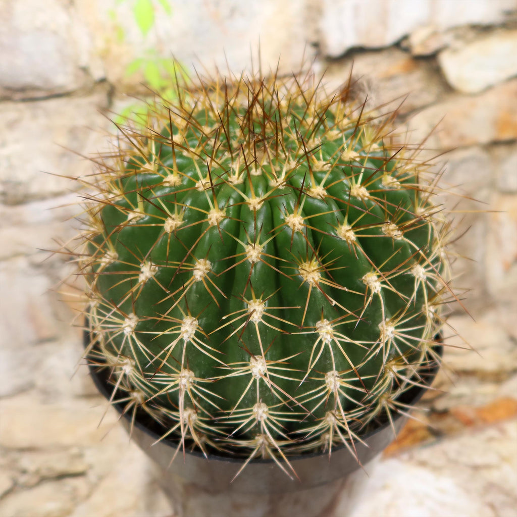 Trichocereus &