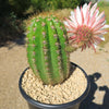 Trichocereus &