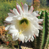 Trichocereus &