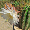 Trichocereus &