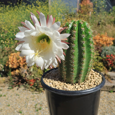 Trichocereus 'Sun Goddess'